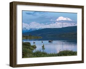 A Mother Moose Feeding in Wonder Lake-Howard Newcomb-Framed Photographic Print