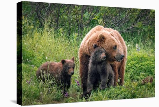 A Mother’s Love (Brown Bear and Cubs)-Art Wolfe-Stretched Canvas