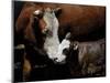 A Mother’s Love-Barry Hart-Mounted Giclee Print