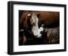 A Mother’s Love-Barry Hart-Framed Art Print