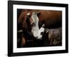 A Mother’s Love-Barry Hart-Framed Art Print