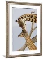 A Mother's Touch-Susann Parker-Framed Photographic Print