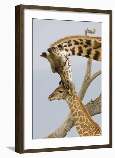 A Mother's Touch-Susann Parker-Framed Photographic Print