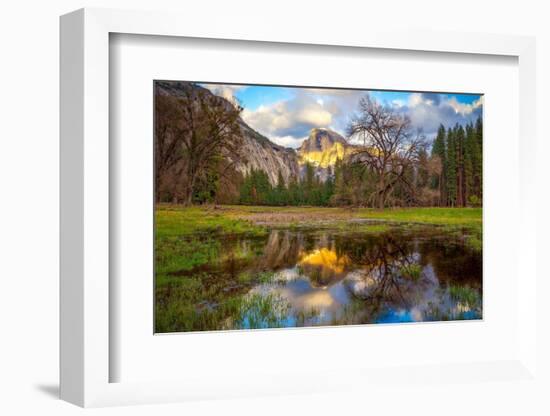 A Mother's Tree-Dave Gordon-Framed Photographic Print