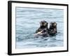 A mother sea otter (Enhydra lutris) eating a Dungeness crab with her pup in the Inian Islands-Michael Nolan-Framed Photographic Print