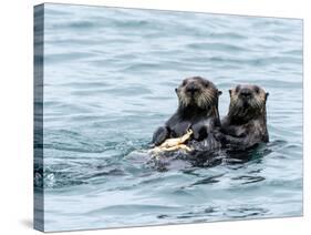 A mother sea otter (Enhydra lutris) eating a Dungeness crab with her pup in the Inian Islands-Michael Nolan-Stretched Canvas