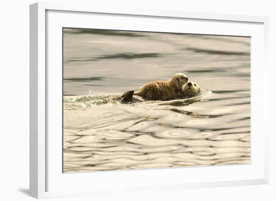 A Mother Sea Otter Swims on Her Back as Her Baby Rests on Her Stomach in Alaskan Waters-John Alves-Framed Photographic Print