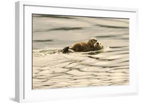 A Mother Sea Otter Swims on Her Back as Her Baby Rests on Her Stomach in Alaskan Waters-John Alves-Framed Photographic Print