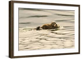 A Mother Sea Otter Swims on Her Back as Her Baby Rests on Her Stomach in Alaskan Waters-John Alves-Framed Photographic Print