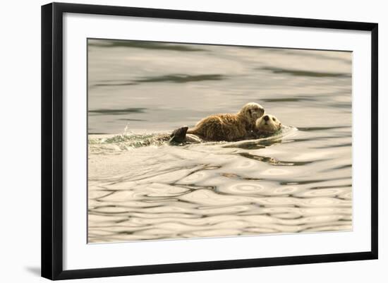 A Mother Sea Otter Swims on Her Back as Her Baby Rests on Her Stomach in Alaskan Waters-John Alves-Framed Photographic Print