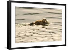 A Mother Sea Otter Swims on Her Back as Her Baby Rests on Her Stomach in Alaskan Waters-John Alves-Framed Photographic Print