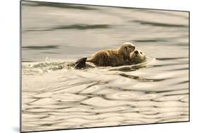 A Mother Sea Otter Swims on Her Back as Her Baby Rests on Her Stomach in Alaskan Waters-John Alves-Mounted Photographic Print