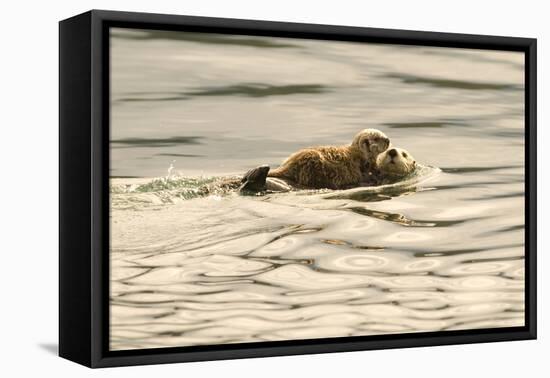 A Mother Sea Otter Swims on Her Back as Her Baby Rests on Her Stomach in Alaskan Waters-John Alves-Framed Stretched Canvas