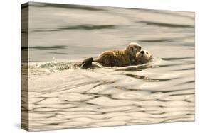 A Mother Sea Otter Swims on Her Back as Her Baby Rests on Her Stomach in Alaskan Waters-John Alves-Stretched Canvas