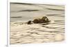 A Mother Sea Otter Swims on Her Back as Her Baby Rests on Her Stomach in Alaskan Waters-John Alves-Framed Premium Photographic Print