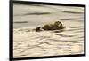 A Mother Sea Otter Swims on Her Back as Her Baby Rests on Her Stomach in Alaskan Waters-John Alves-Framed Premium Photographic Print