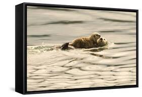A Mother Sea Otter Swims on Her Back as Her Baby Rests on Her Stomach in Alaskan Waters-John Alves-Framed Stretched Canvas