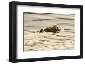 A Mother Sea Otter Swims on Her Back as Her Baby Rests on Her Stomach in Alaskan Waters-John Alves-Framed Photographic Print