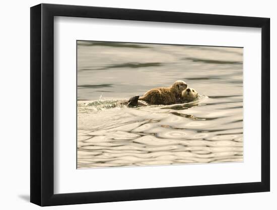 A Mother Sea Otter Swims on Her Back as Her Baby Rests on Her Stomach in Alaskan Waters-John Alves-Framed Photographic Print