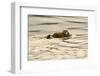 A Mother Sea Otter Swims on Her Back as Her Baby Rests on Her Stomach in Alaskan Waters-John Alves-Framed Photographic Print