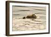 A Mother Sea Otter Swims on Her Back as Her Baby Rests on Her Stomach in Alaskan Waters-John Alves-Framed Photographic Print