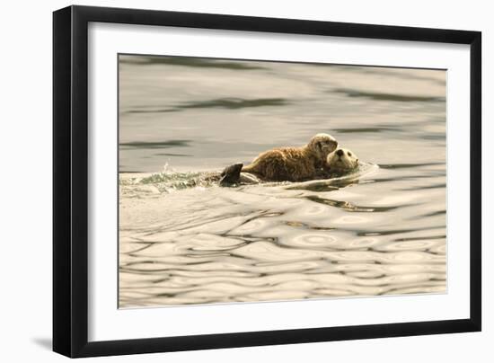 A Mother Sea Otter Swims on Her Back as Her Baby Rests on Her Stomach in Alaskan Waters-John Alves-Framed Photographic Print