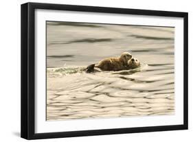 A Mother Sea Otter Swims on Her Back as Her Baby Rests on Her Stomach in Alaskan Waters-John Alves-Framed Photographic Print