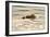 A Mother Sea Otter Swims on Her Back as Her Baby Rests on Her Stomach in Alaskan Waters-John Alves-Framed Photographic Print