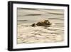 A Mother Sea Otter Swims on Her Back as Her Baby Rests on Her Stomach in Alaskan Waters-John Alves-Framed Photographic Print