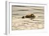 A Mother Sea Otter Swims on Her Back as Her Baby Rests on Her Stomach in Alaskan Waters-John Alves-Framed Photographic Print