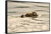 A Mother Sea Otter Swims on Her Back as Her Baby Rests on Her Stomach in Alaskan Waters-John Alves-Framed Stretched Canvas