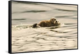 A Mother Sea Otter Swims on Her Back as Her Baby Rests on Her Stomach in Alaskan Waters-John Alves-Framed Stretched Canvas