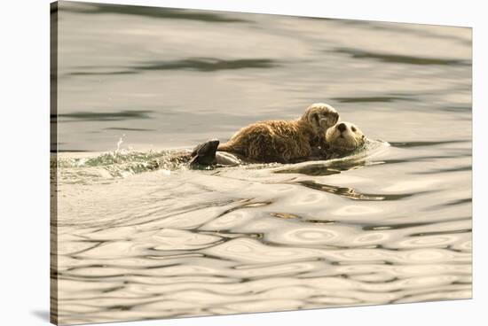 A Mother Sea Otter Swims on Her Back as Her Baby Rests on Her Stomach in Alaskan Waters-John Alves-Stretched Canvas