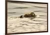 A Mother Sea Otter Swims on Her Back as Her Baby Rests on Her Stomach in Alaskan Waters-John Alves-Framed Photographic Print