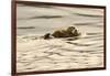 A Mother Sea Otter Swims on Her Back as Her Baby Rests on Her Stomach in Alaskan Waters-John Alves-Framed Photographic Print