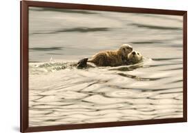 A Mother Sea Otter Swims on Her Back as Her Baby Rests on Her Stomach in Alaskan Waters-John Alves-Framed Photographic Print