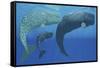 A Mother Sperm Whale with Calf Is Visited by an Interested Male-null-Framed Stretched Canvas