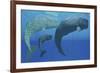 A Mother Sperm Whale with Calf Is Visited by an Interested Male-null-Framed Art Print