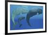 A Mother Sperm Whale with Calf Is Visited by an Interested Male-null-Framed Art Print