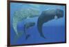 A Mother Sperm Whale with Calf Is Visited by an Interested Male-null-Framed Art Print