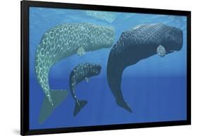 A Mother Sperm Whale with Calf Is Visited by an Interested Male-null-Framed Art Print