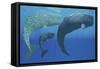 A Mother Sperm Whale with Calf Is Visited by an Interested Male-null-Framed Stretched Canvas