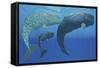 A Mother Sperm Whale with Calf Is Visited by an Interested Male-null-Framed Stretched Canvas