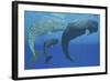 A Mother Sperm Whale with Calf Is Visited by an Interested Male-null-Framed Art Print