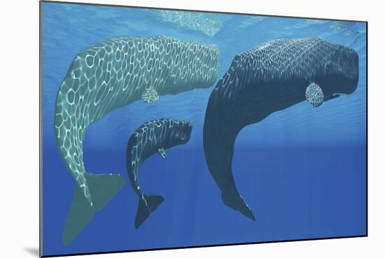 A Mother Sperm Whale with Calf Is Visited by an Interested Male-null-Mounted Art Print