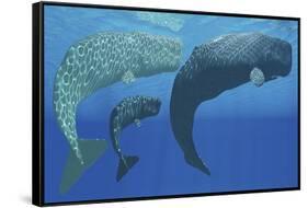 A Mother Sperm Whale with Calf Is Visited by an Interested Male-null-Framed Stretched Canvas