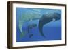 A Mother Sperm Whale with Calf Is Visited by an Interested Male-null-Framed Art Print