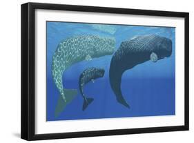 A Mother Sperm Whale with Calf Is Visited by an Interested Male-null-Framed Art Print