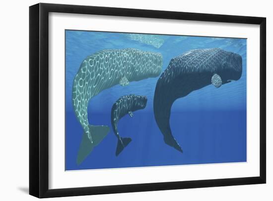 A Mother Sperm Whale with Calf Is Visited by an Interested Male-null-Framed Art Print