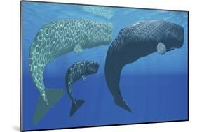 A Mother Sperm Whale with Calf Is Visited by an Interested Male-null-Mounted Art Print